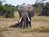 14 agosto - Elefante Amboseli.jpg (360522 byte)