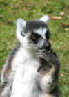 035 Nahampoana - lemure Catta.JPG (73661 byte)