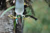 Colombia 2009 197.jpg (2251519 byte)
