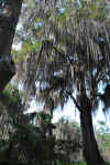 Colombia 2009 511.jpg (5078695 byte)