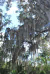Colombia 2009 512.jpg (5076811 byte)