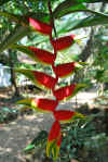 Colombia 2009 518.jpg (4257570 byte)