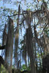 Colombia 2009 526.jpg (1483829 byte)