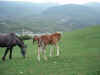 DSCN8153.JPG (610899 byte)