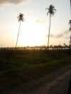 Palme e tramonto.JPG (1468607 byte)