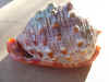 concha.JPG (1597793 byte)