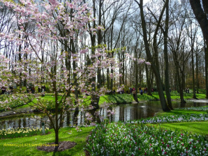keukenhof 