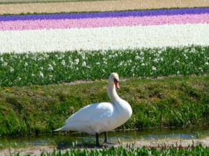 Campi fioriti_Bennebroek, Vogelenang, De Zilk