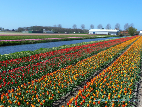 Campi fioriti_Bennebroek, Vogelenang, De Zilk, Hillegom