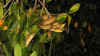Catatumbo 1.JPG (288127 byte)