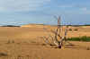 Coro dune.JPG (306541 byte)