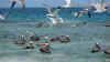 Los Roques 10.JPG (274512 byte)