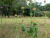 284.jpg (223525 byte)