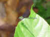 IMG_0654.jpg (114988 byte)