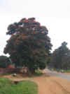 MALAWI 2007 1 SABY 145.jpg (758133 byte)