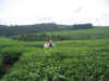 MALAWI 2007 1 SABY 187.jpg (865167 byte)