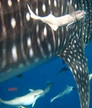 C:\Users\Sabivo\Desktop\FOTO SQUALO BALENA\89.jpg