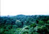 Tikal jungla.jpg (28608 byte)