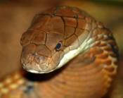 King cobra, una foto meravigliosa