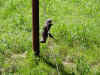 Treviso 019.jpg (677191 byte)