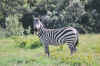 Kenya 2012 088.jpg (4693999 byte)