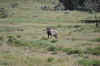 Kenya 2012 089.jpg (4616956 byte)