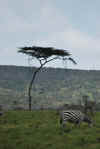 Kenya 2012 139.jpg (3598788 byte)