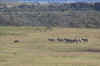 Zebre a Naivasha.jpg (4454702 byte)