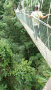 Canopy walking Ely.JPG (3904560 byte)