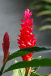 Fiore rosso di Tioman.jpg (4021717 byte)