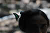 Malesia 2011 283.jpg (4134222 byte)
