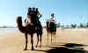 Essaouira, tutti sul cammello, 1999.jpg (44875 byte)