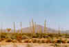 Baja California cactus.jpg (46528 byte)