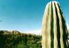 Mulegè, cactus e ciudad.jpg (331381 byte)