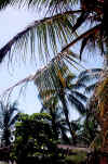Puerto Escondido, palmeras 1998.jpg (160919 byte)