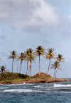 Big Corn Island, palmeras, 21-01-03.jpg (323669 byte)