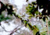 Hurraca di Ometepe.jpg (164532 byte)