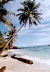 Little Corn Island, palme.jpg (389734 byte)