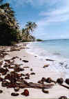 Little Corn Island.jpg (415262 byte)