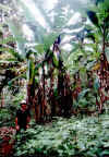 Michele sul Maderas, Ometepe, 16-01-03.jpg (453524 byte)