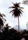 Ometepe, volcan Concepcin.jpg (315642 byte)