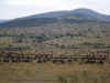 12 agosto -Migrazione Gnu Masai Mara.jpg (327788 byte)