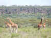 13 agosto - Giraffe Nakuru.jpg (497841 byte)
