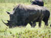13 agosto - Rinoceronte.jpg (333680 byte)