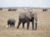 14 agosto - Elefanti - Amboseli.jpg (271416 byte)