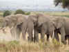 14 agosto - Elefanti Amboseli.jpg (311236 byte)