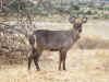15 agosto - Antilope capra.jpg (549687 byte)
