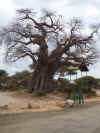 15 agosto - Baobab Tarangire.jpg (446633 byte)