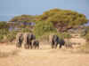 15 agosto - Elefanti - Amboseli.jpg (393615 byte)