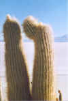 cactus.jpg (1140837 byte)